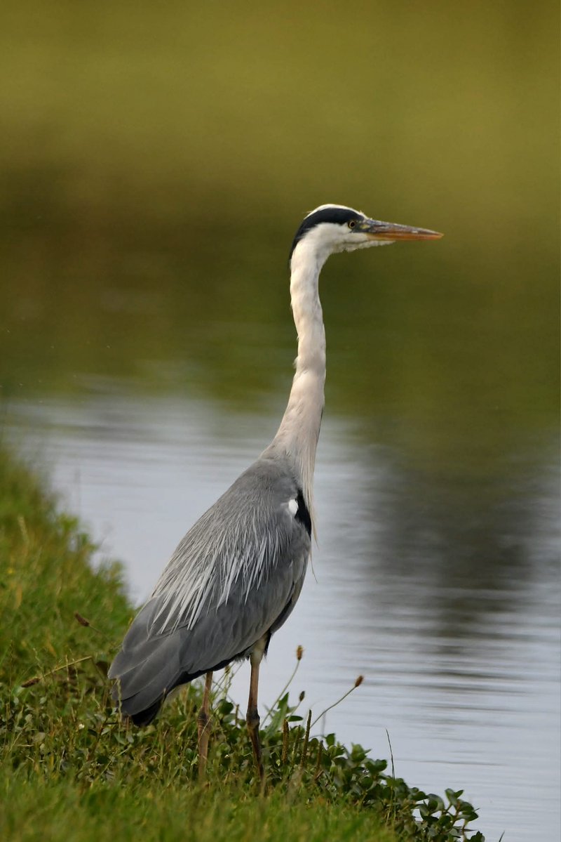 nealesmithworld's tweet image. Grey Heron
Bude Cornwall ใใ
#Bude #Cornwall
#GreyHeron
