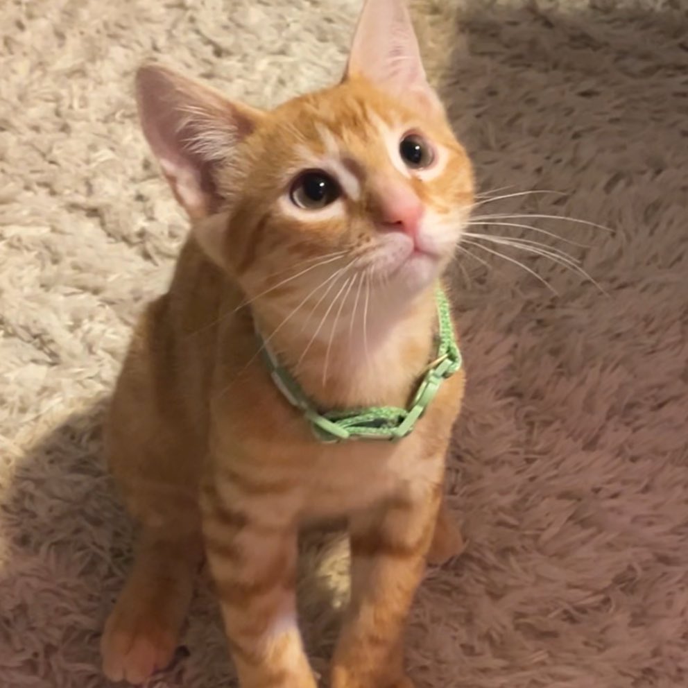 look how handsome silly boy colby is!!