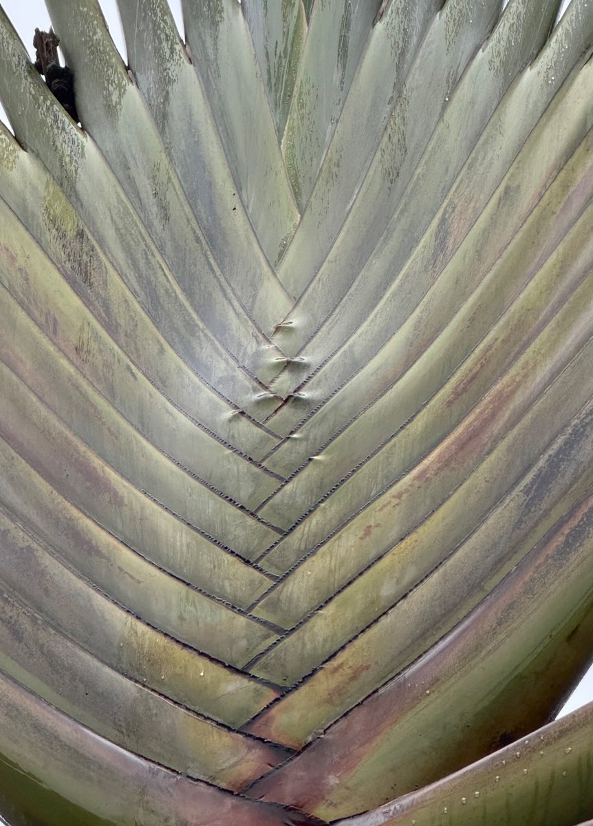octopuswatch_1's tweet image. Detail of a traveller’s palm tree. Uniquely symmetrical and so many shades of colours (even pink) within its green.