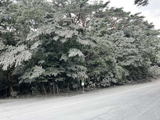 hirakawazoo's tweet image. 6月末より #霧島 山系の #新燃岳 の活動が活発化しています。大量の #火山灰 が降り、周辺の景色は緑から灰色にかわってしまいました。それでも野生動物はたくましく生きています。現地の様子を調査したブログをHPにアップしました。ぜひご覧ください!
#平川動物公園
hirakawazoo.jp/staffblog/%e9%…