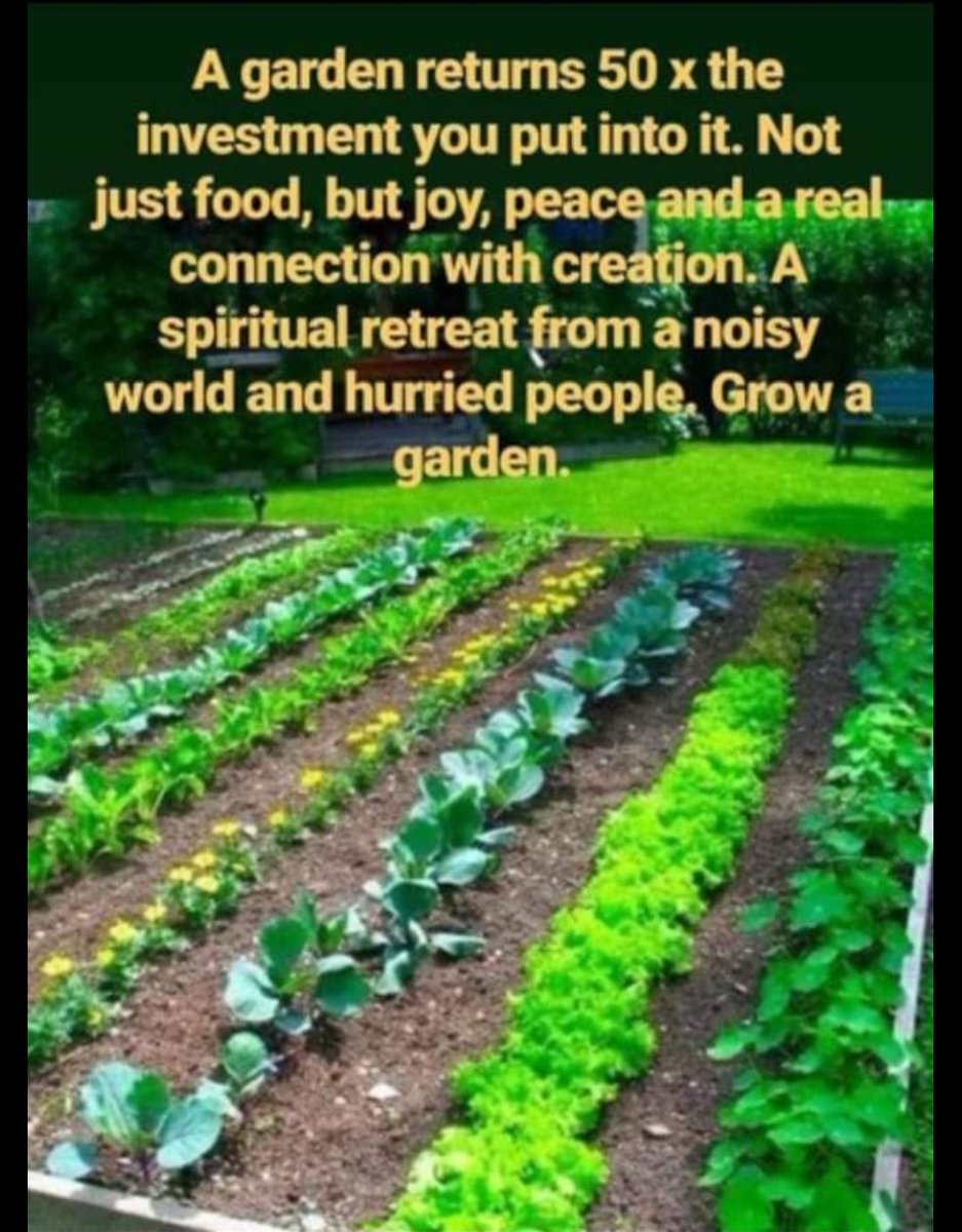 TeamBluesman's tweet image. 💯 best thing my dad ever did for me was getting me interested in growing things from a very young age. God Bless you all, and if you have any chicken, garden, horse, pig, or farm question, I'll do my best to answer.
