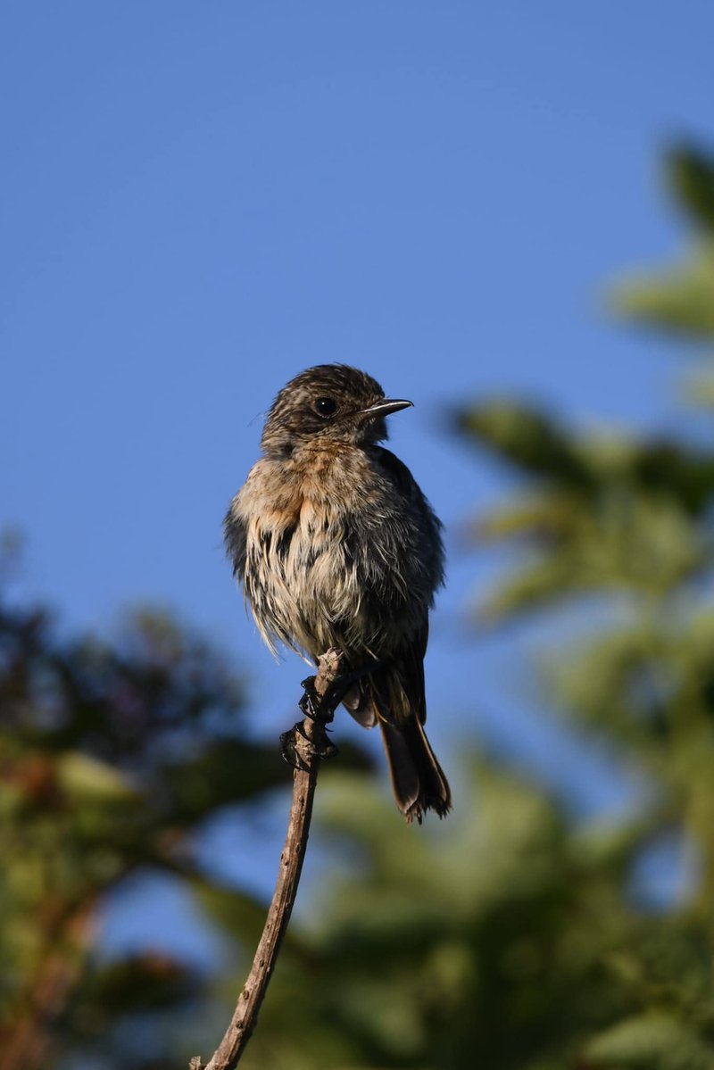 nealesmithworld's tweet image. Stonechat
Bude Cornwall ใใ
#Bude #Cornwall
#Stonechat