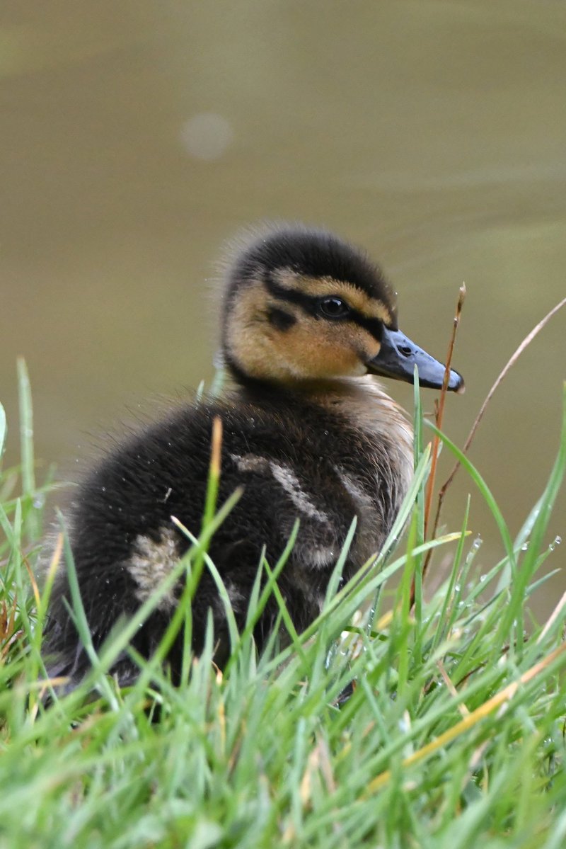 nealesmithworld's tweet image. Mallard duckling
Bude Cornwall ใใ
#Bude #Cornwall
#Mallard #Duckling