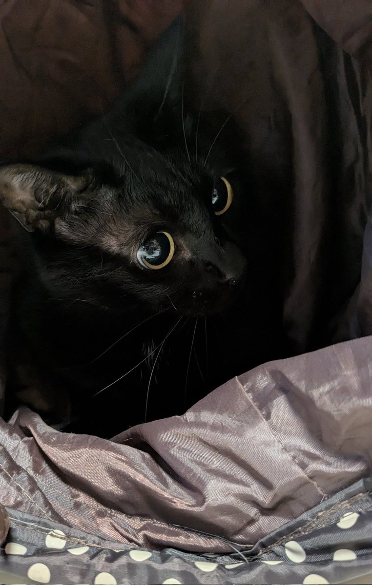 しゃむネコ様 4461 マスコットシャム猫 座：おもちゃ：百町森