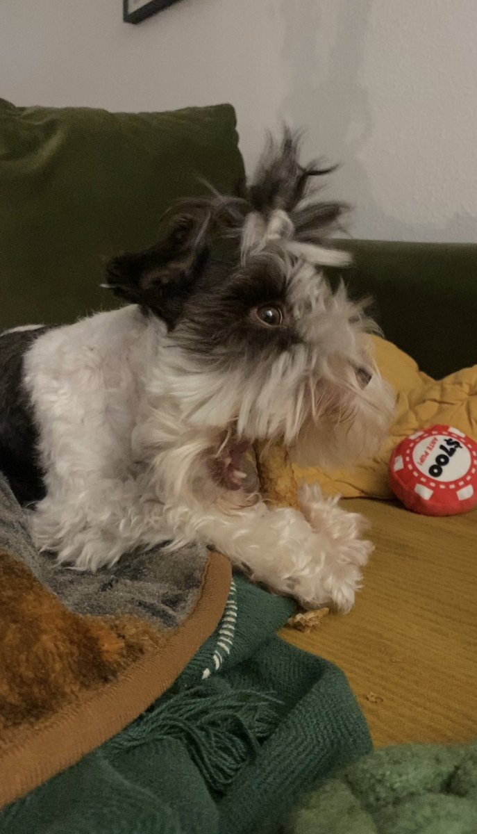 Paladin Milo is the goodest of boyos 💚🌹
He defends the stronghold and protects the weak!~ Therefore he deserves all of the treats~

(His lil mohawk needs a trim so he has a lil pony tail going on lol)