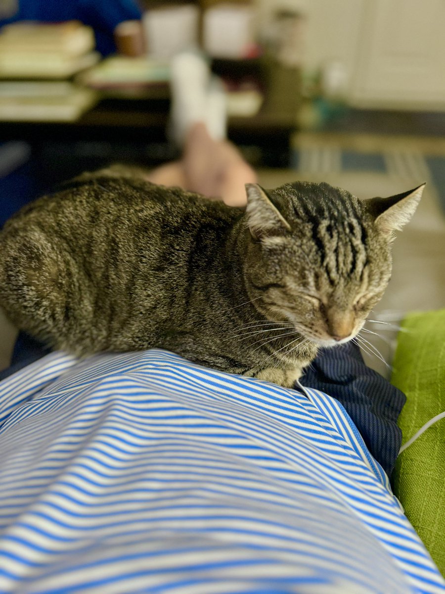 JoeHollywoodLA's tweet image. Itโs CUDDLE time with Eddie ๐โโฌ after a great, but tough day! ๐ฅฐ
Two of the Estate sales photographers were in love with Eddie ๐โโฌ today; he had lots of attention & some good neck and ear rubs, nowโฆitโs DADDY TIME on the couch ๐๏ธ ๐ป
