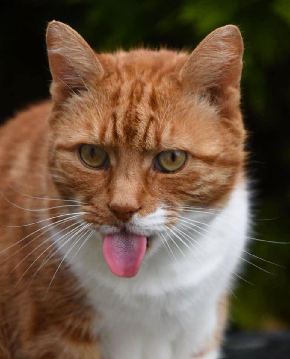 Drop a tongue if you are having treats today 😜 #tongueouttuesdays #CatsOfTwitter #CatsOfX #cat
