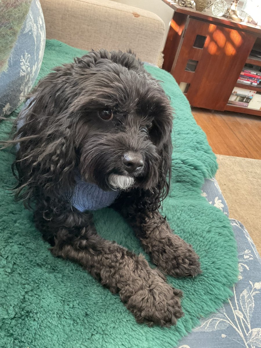GetsPuppy's tweet image. Molly here. I’ve been to the vet. I’ve injured myself, not badly, just tweaked a muscle. So, no more throw it, I have anti inflammatory meds and I was officially diagnosed with chonkiness, so now a diet. Can this day get any worse! #MollyTheDog