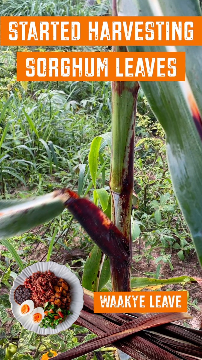 eyramax's tweet image. Started Harvesting Sorghum Leaves (Waakye Leaves) #sorghum #waakyeleave
Video link: youtube.com/shorts/hHzLnvV…