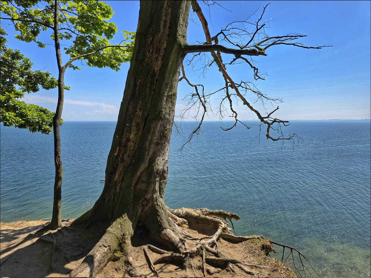 k_pawlowska's tweet image. #GoodMorning & have a nice #ThickTrunkTuesday 😊
"I am what survives of me." - Erik Erikson
And #SongOfTheDay is "Survive" by @LewisCapaldi 🎶
youtu.be/6fJI7xydShM?si…
#Nature #Tree #Trees #DiscoverPoland