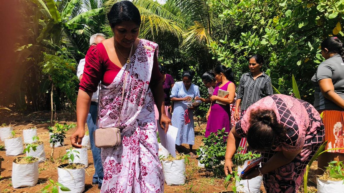 IFADAsia's tweet image. 🌱 The Farmer Field School started by @sarpsrilanka, an @IFAD-supported project in Sri-Lanka empowers farmers with hands-on learning across districts. Through an agro-ecosystem analysis, they assess field conditions &amp;amp; make smart decisions on #pest, #weather &amp;amp; #cropmanagement.
