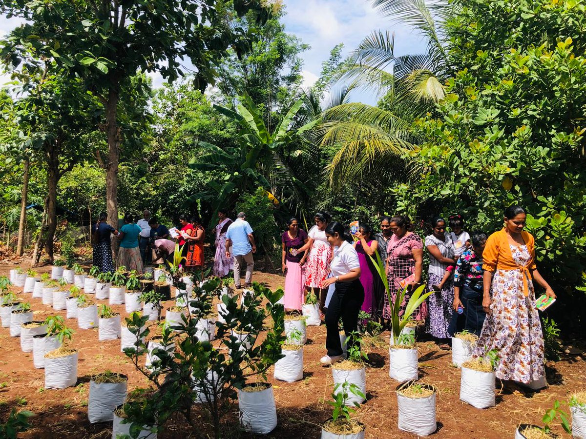 IFADAsia's tweet image. 🌱 The Farmer Field School started by @sarpsrilanka, an @IFAD-supported project in Sri-Lanka empowers farmers with hands-on learning across districts. Through an agro-ecosystem analysis, they assess field conditions &amp;amp; make smart decisions on #pest, #weather &amp;amp; #cropmanagement.