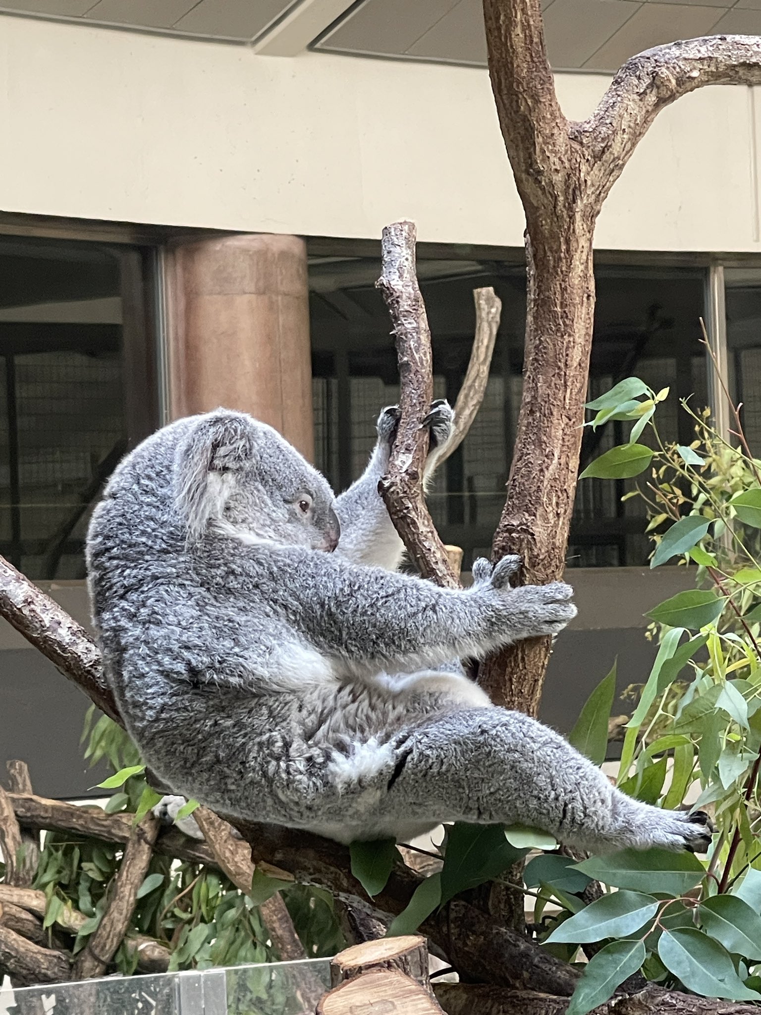 最新小動物外科1から4 なお on X: 