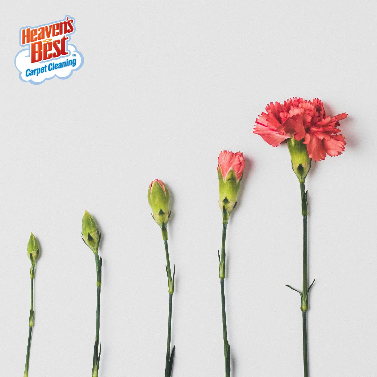 Watch your own business grow! Learn how we can help you become your own boss at franchising.heavensbest.com

#growingbusiness #entrepreneur #franchiseopportunity #franchise