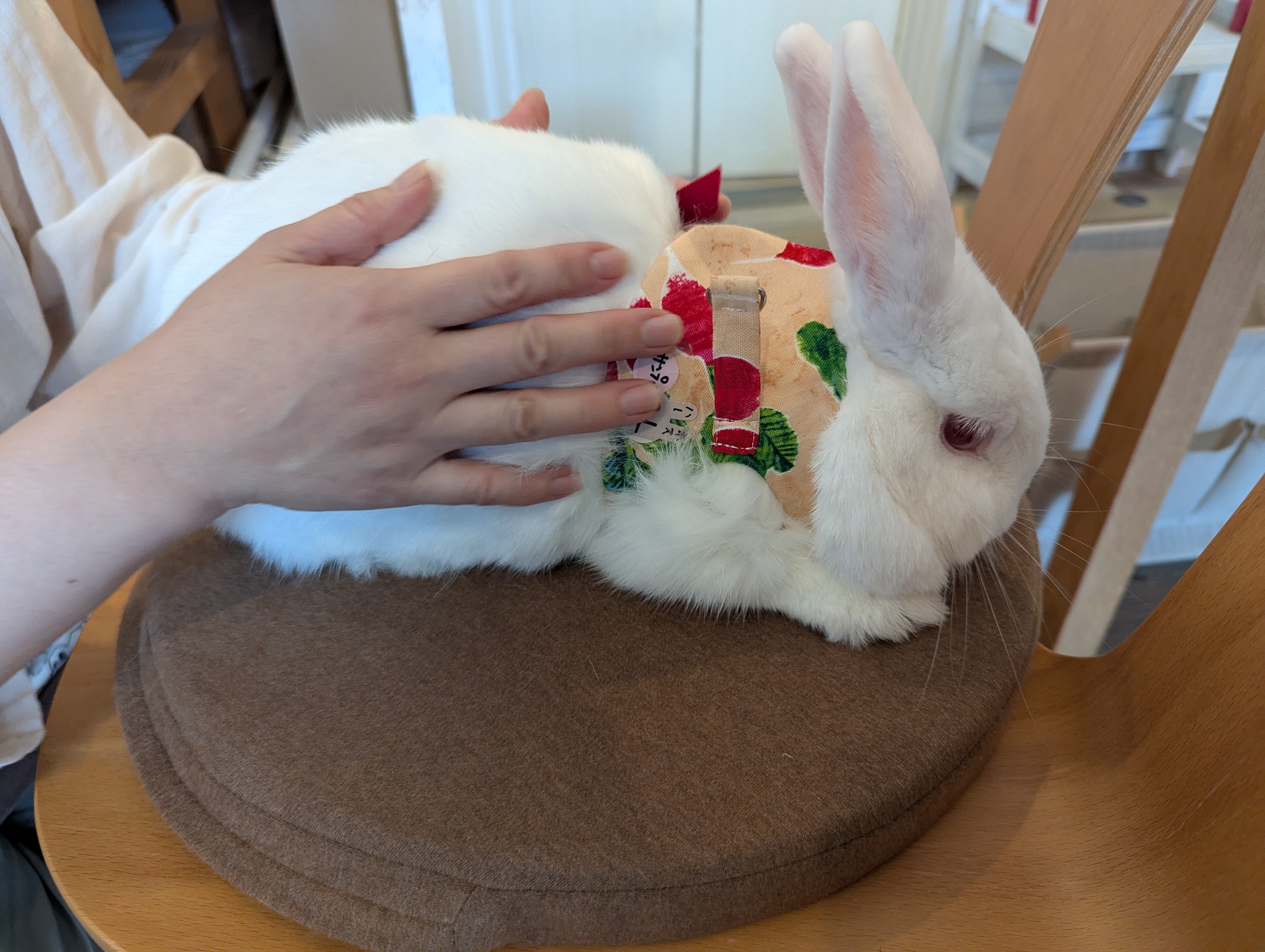 ✳︎せちゃん✳︎【他の方のご購入はお控えください】 すとちゃん on X: 