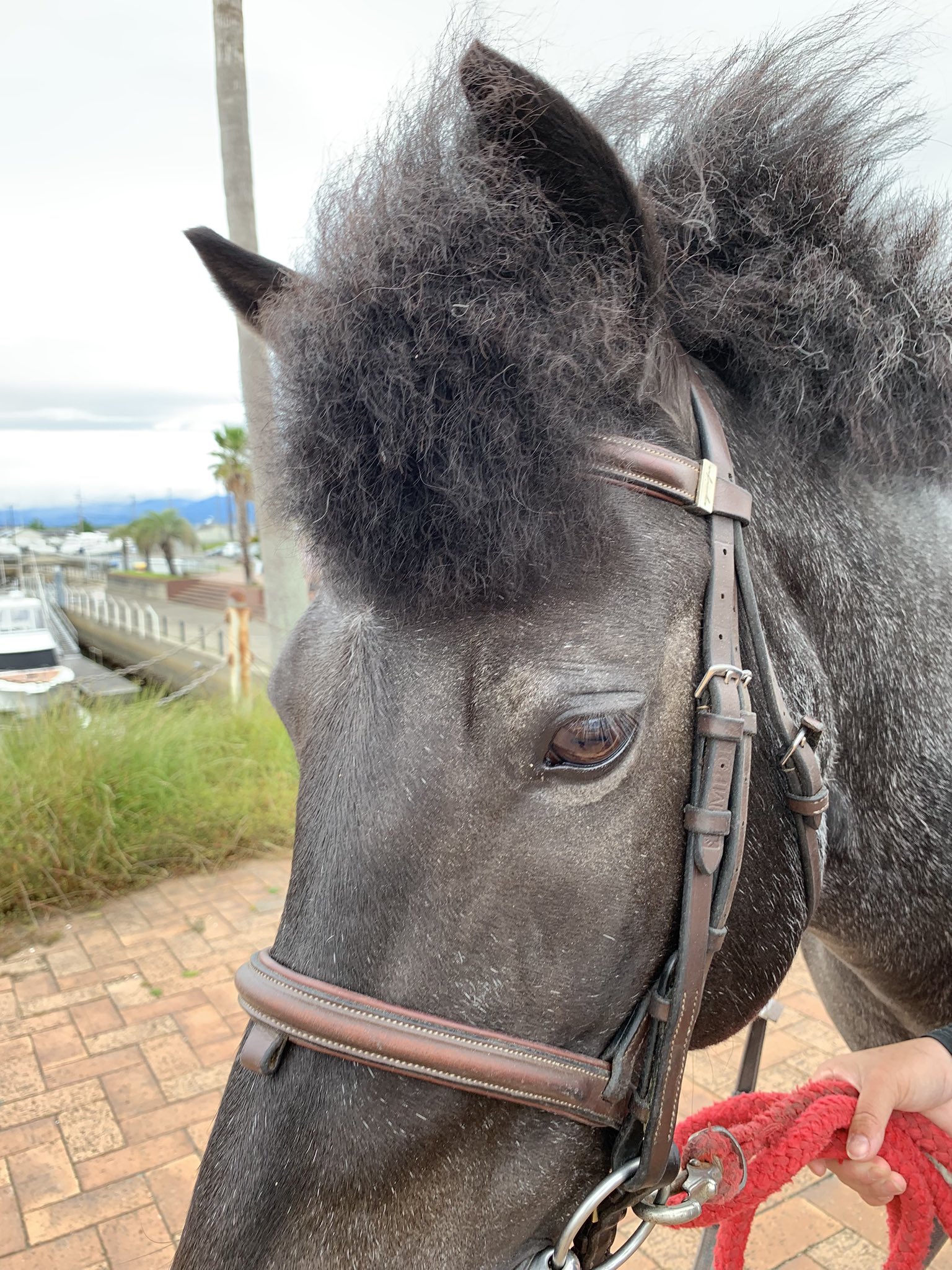 牧場主 スウィングフィールド牧場 (@swingfield__) / X