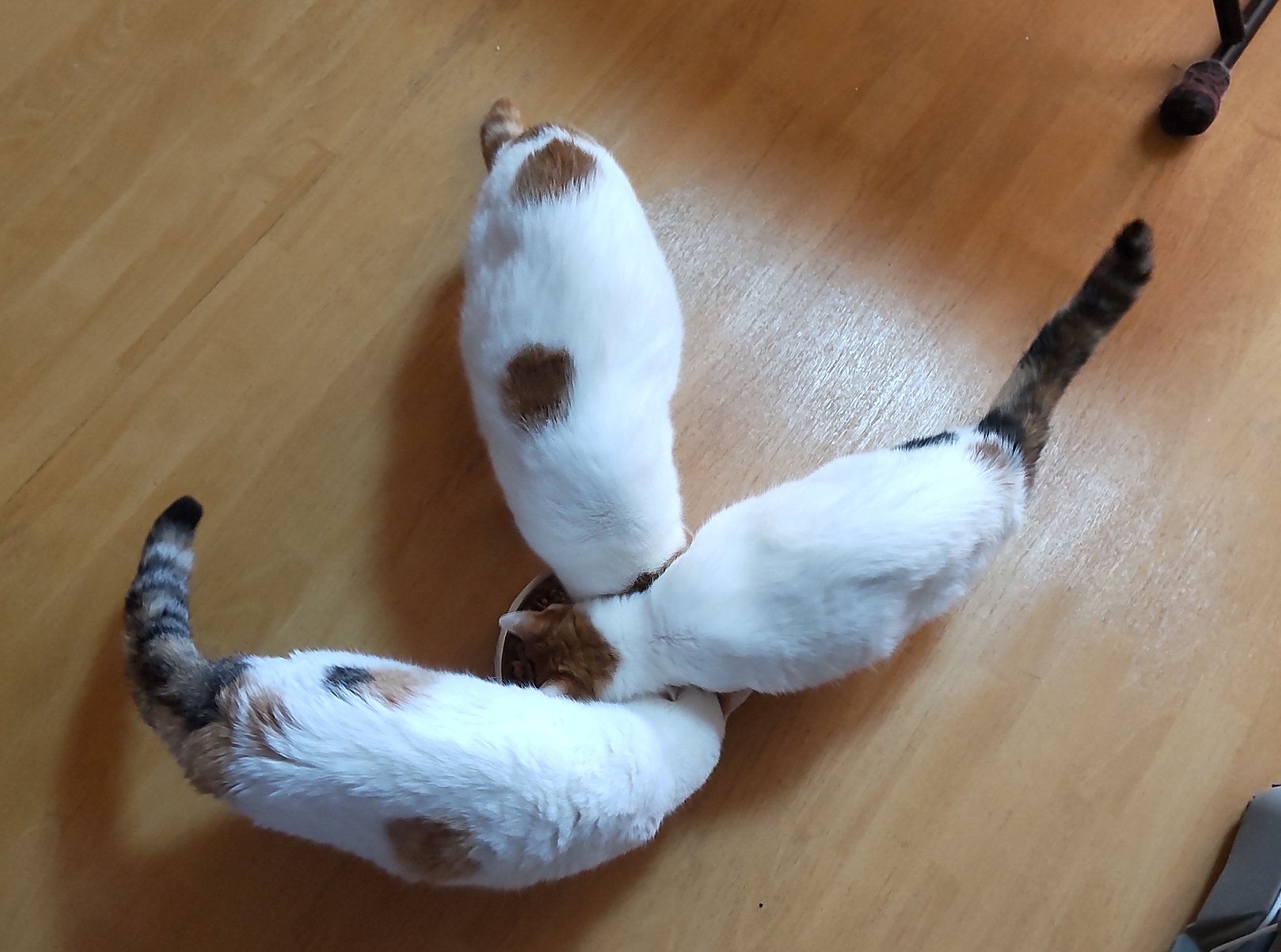 猫じゃらし on X: 