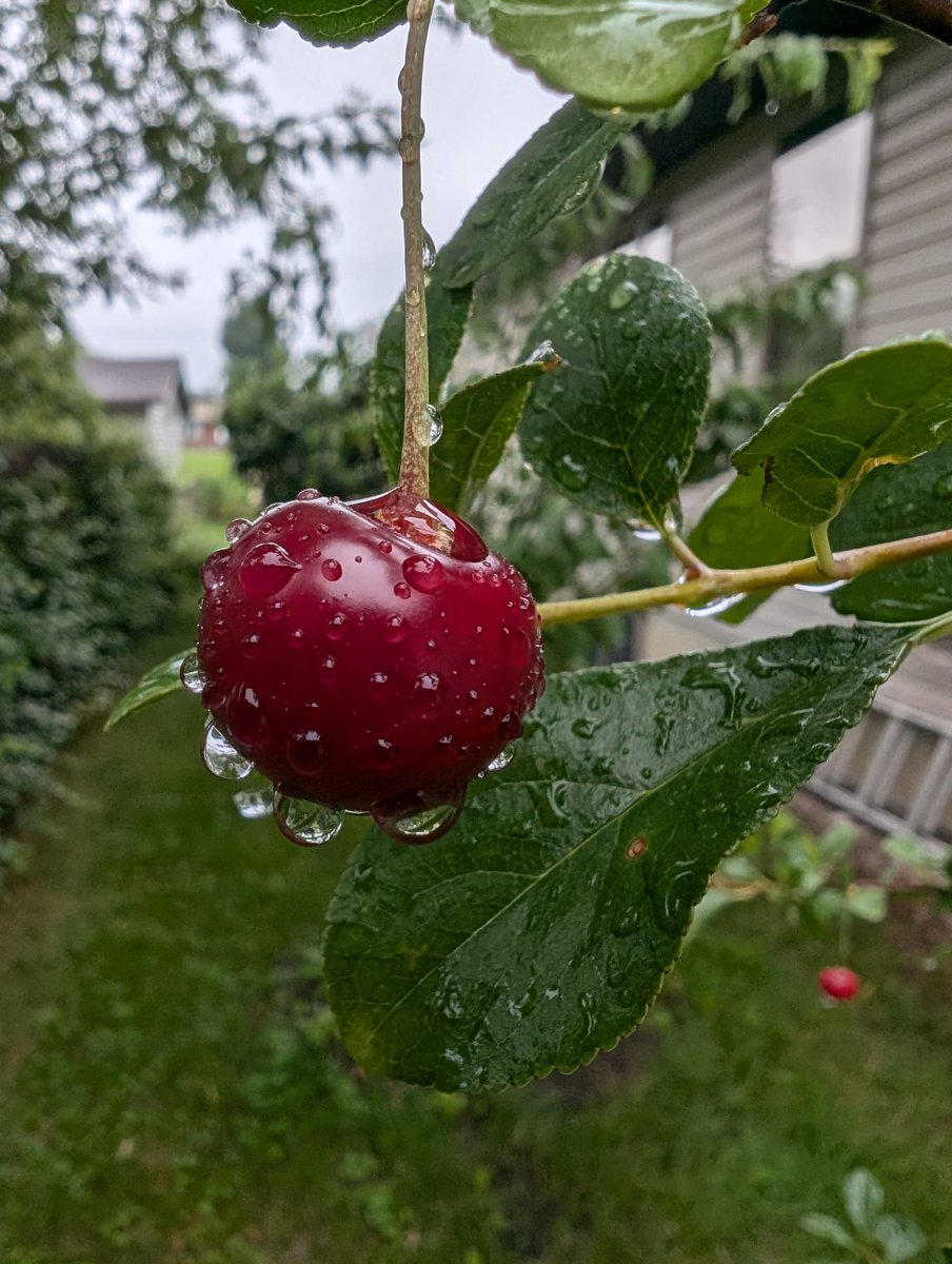 KnightlyMike's tweet image. I always love to check the plants after having been away from home.