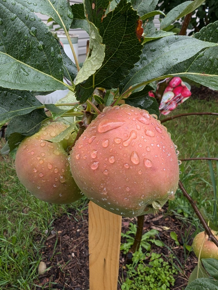 KnightlyMike's tweet image. I always love to check the plants after having been away from home.