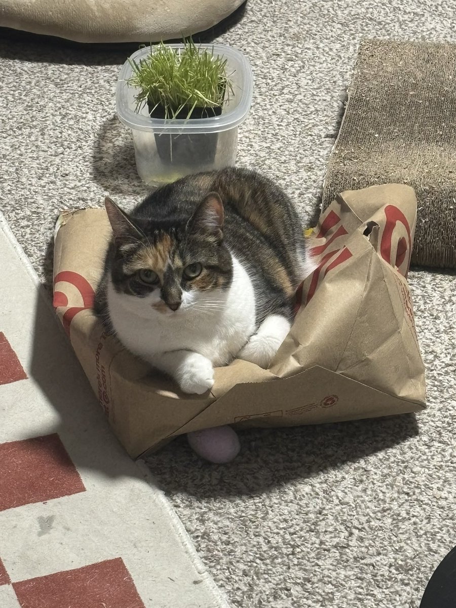 blossumupdate's tweet image. Blossum is enjoying a crinkly bag tonight