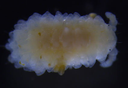 Zootaxa's tweet photo. A #newspecies of #Crossodonthina #Yosii (#Collembola, #Neanuridae) from Central-South #China, with the redescription of C. hainana Xiong, Chen & Yin, 2005
#taxonomy
https://t.co/jbvhwCnivy https://t.co/pnRVn5Z2dB