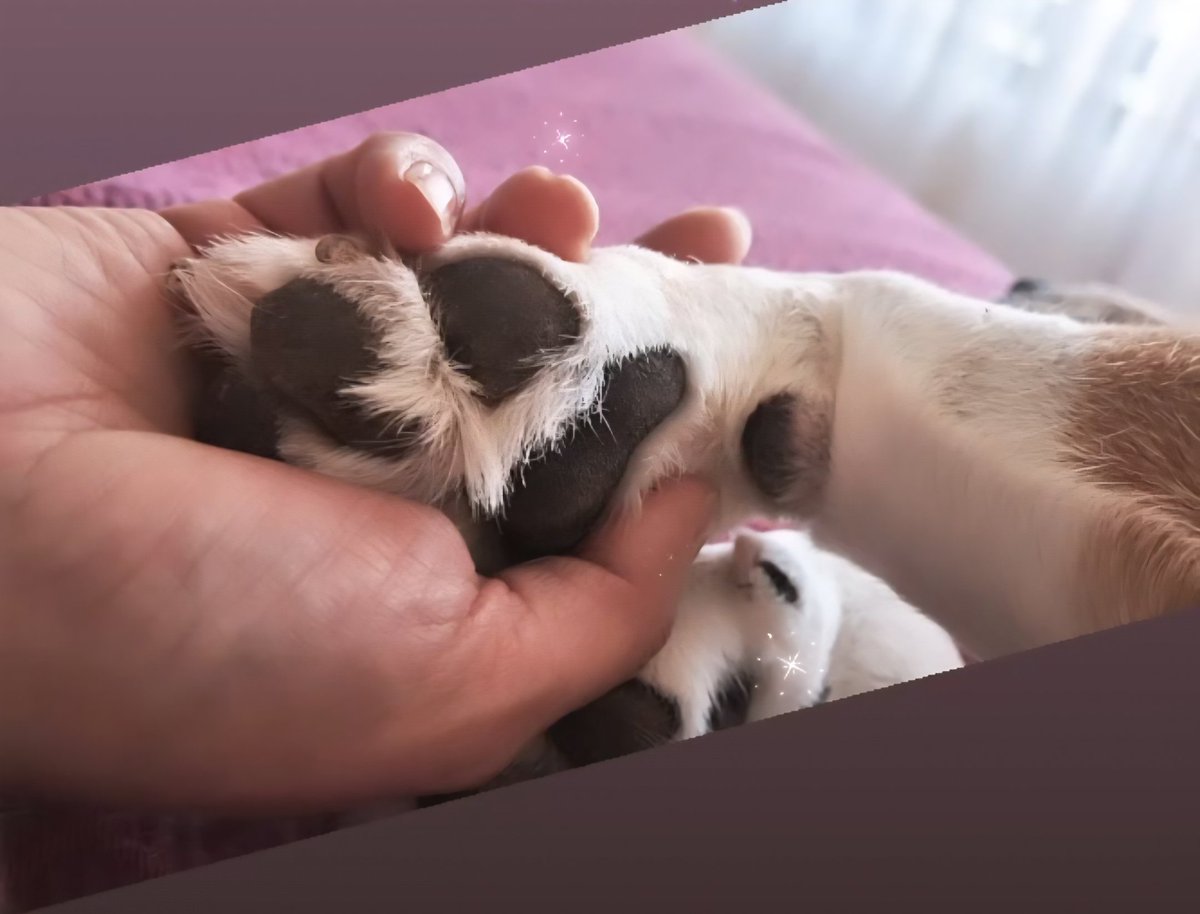 Mi amada Pepa 🤎🤍🖤 #FelizDiadelPerro