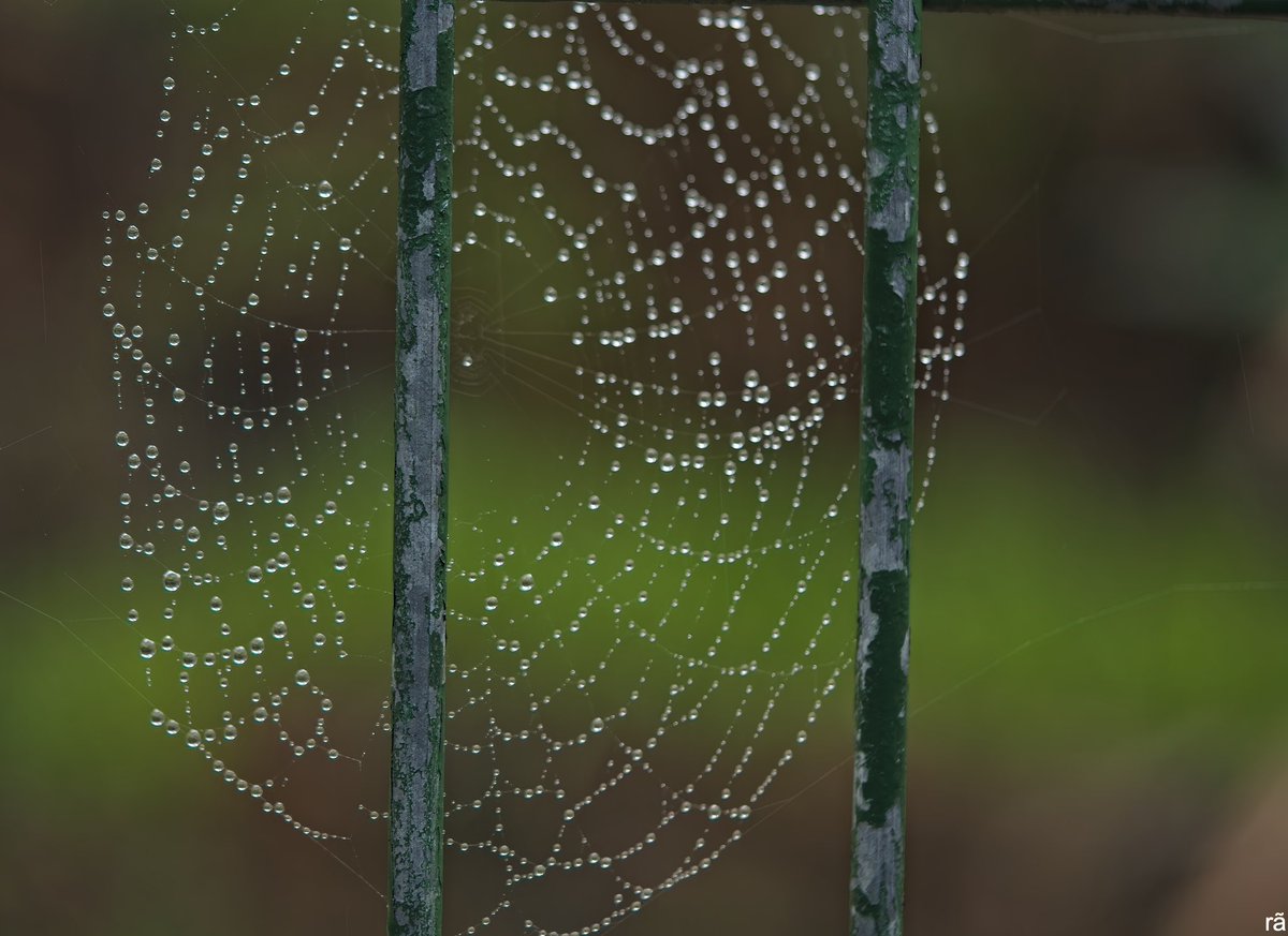 AugustoCos1's tweet image. Tuesday 22 nd, VERY wet morning.