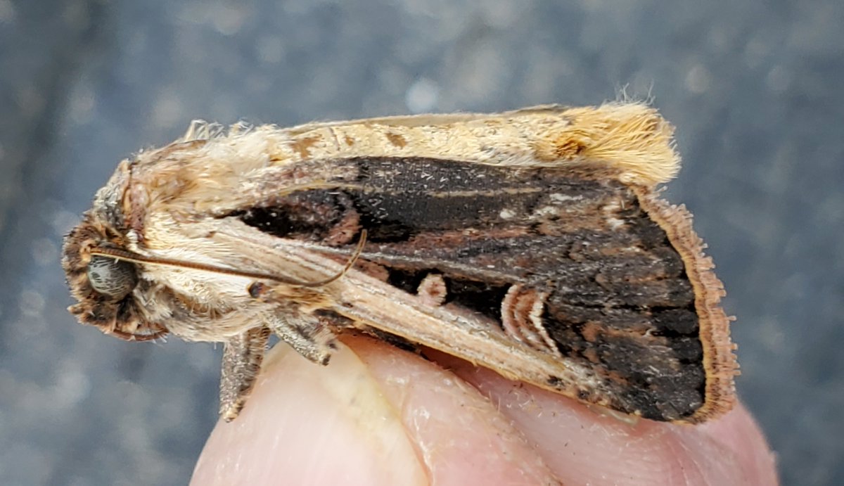 Western Bean Cutworm update:Trap counts at Winchester remain low. Based on previous years, peak flight is expected around Aug 7–10. Since WBC prefers pre- to early-tassel corn for egg-laying, later-planted fields are at greatest risk this year.