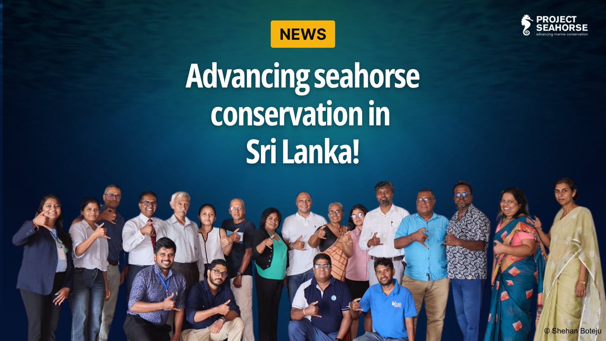 projectseahorse's tweet image. Our PhD student Samara Polwatta led Sri Lanka&apos;s first-ever seahorse conservation workshop, bringing together government, NGOs, academia and divers to share knowledge and advance conservation efforts.🔗 projectseahorse.org/advancing-seah…

#SavingSeahorses #ProjectSeahorse

📸 Shehan Boteju