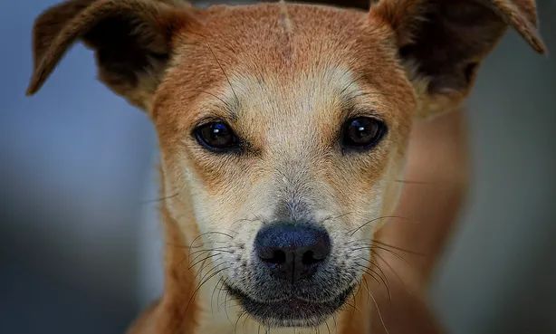 La Mara Dice tweet media