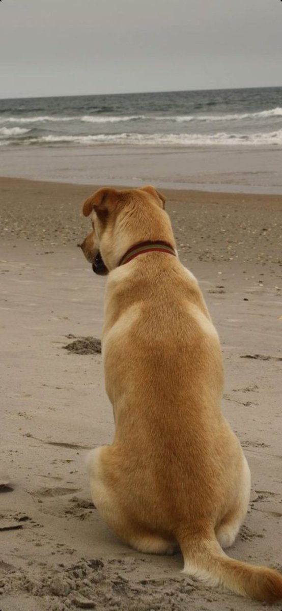 AngelAc1010's tweet image. #DiaMundialDelPerro 🐕🐕‍🦺