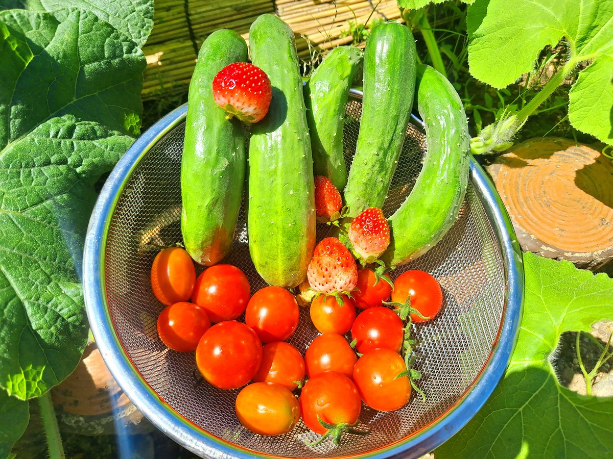 おはようおかひじき☘️
今朝の収穫🥒🍅🍓
薬飲んでぐっすり寝てました😪
まだダルいので軽めの収穫
🍓がまだまだなってるよ〜
キュウリは5本🥒

現在キュウリ 193本目✨