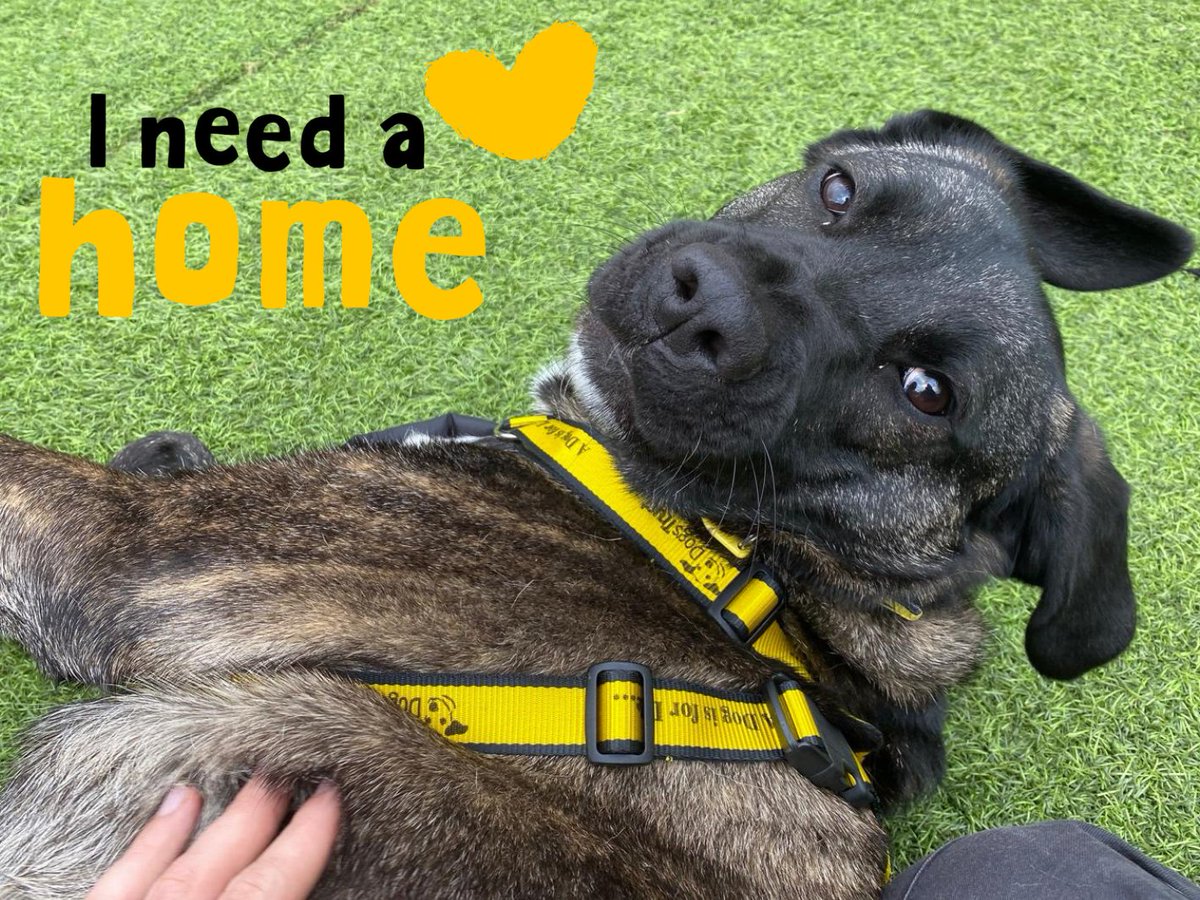 Cutie-pie Ruby is still on the search for her people🥺💛

Add her to your favourites today!👉 bitly.cx/10n1N

#AdoptDontShop
#ADogIsForLife
@dogstrust