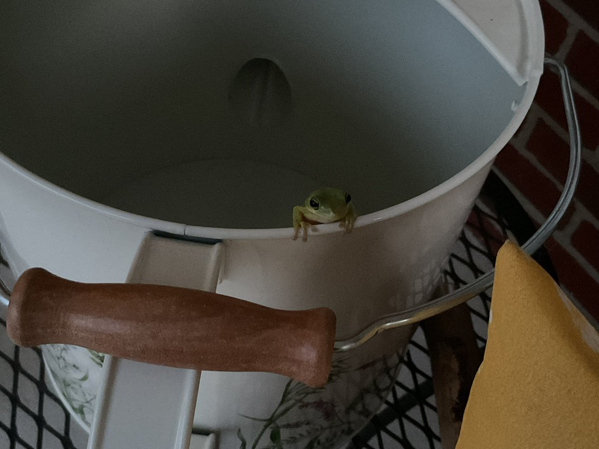 JenniferEValent's tweet image. Fergus came out at his usual time, hopped over to the porch wall, crawled onto my hand and sat there for about twenty seconds before popping off into the lilac bush. So happy he didn't stand me up again. 😉