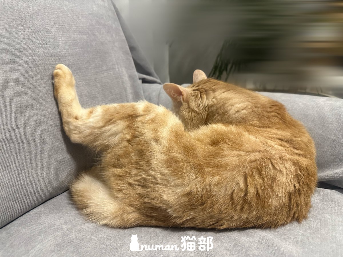 numan_pr's tweet image. 森嶋秀太に似てきた?愛猫くるみちゃん「飼い主そっくりな足の置き方」【#numan猫部 火曜日】
numan.tokyo/n/n178a7465c30d
森嶋「この姿を見た時、こいつ…ダラダラしてる時の格好そのまま真似してるな?って思いました。
僕もふんぞり返って足を上げて、マンガ読んでたりするので…」
@morishimazo