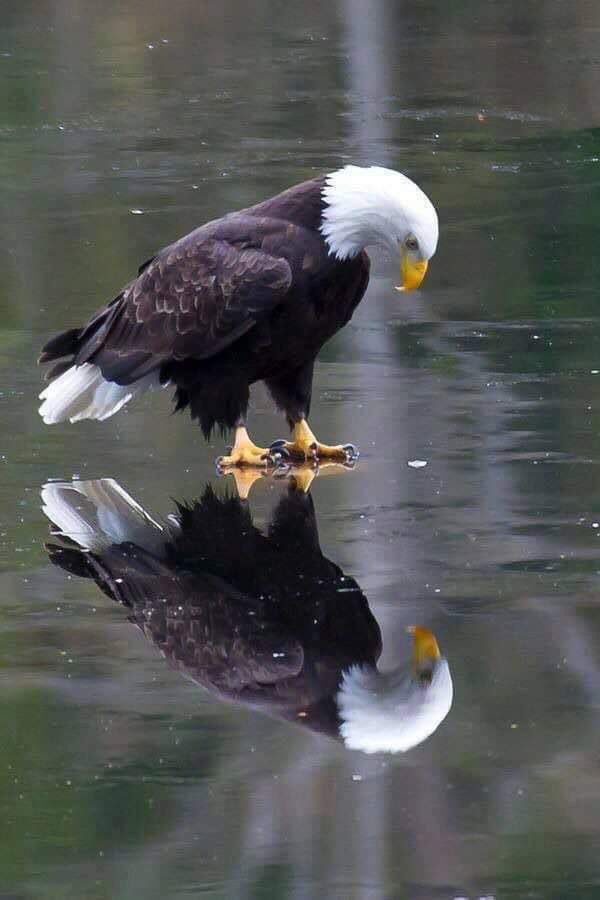Firecaptain16's tweet image. #maddow
Tranquility base here. The eagle has landed. Good evening everyone.
