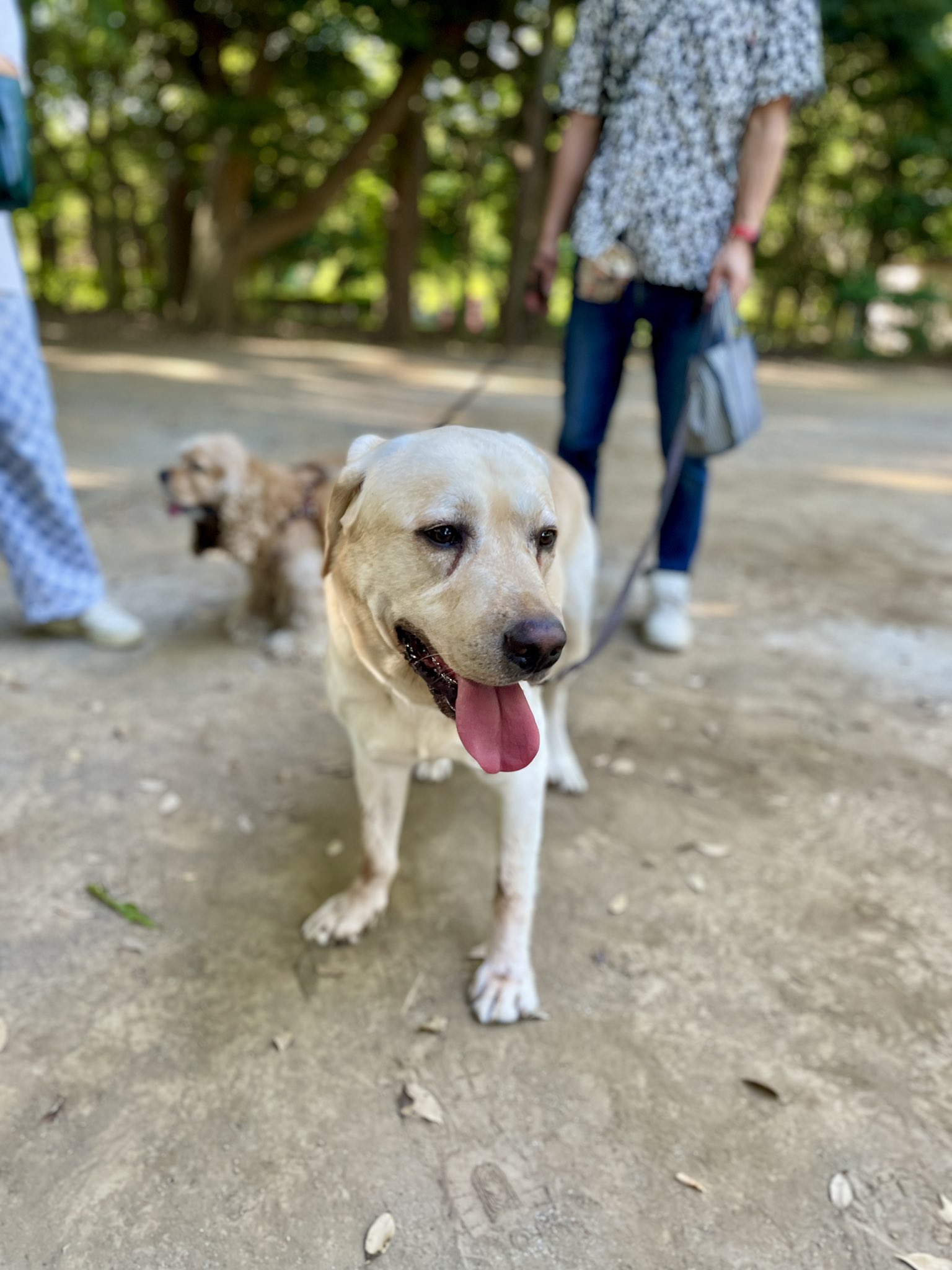 YUDA 汽笛と犬 on X: 