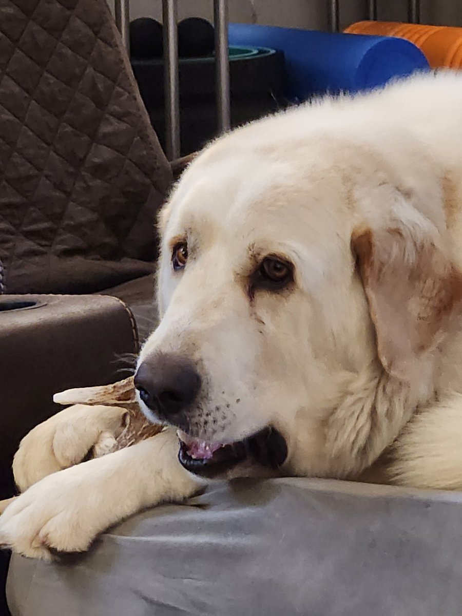 OneAboveAll3015's tweet image. Bruce and baby girl may be farm hounds, but they love spending the hot days in the AC, on the couch, grinding on the sheds.
