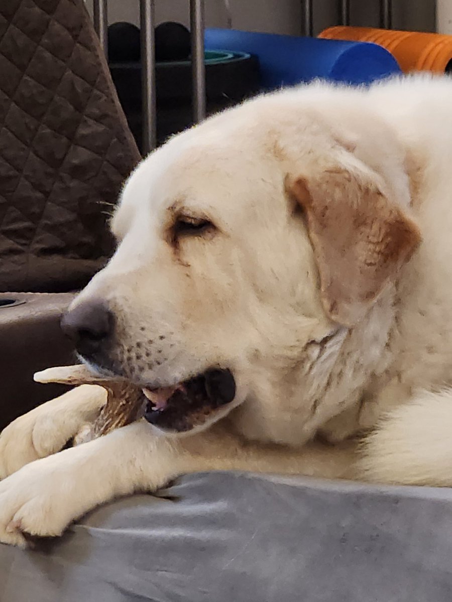 OneAboveAll3015's tweet image. Bruce and baby girl may be farm hounds, but they love spending the hot days in the AC, on the couch, grinding on the sheds.