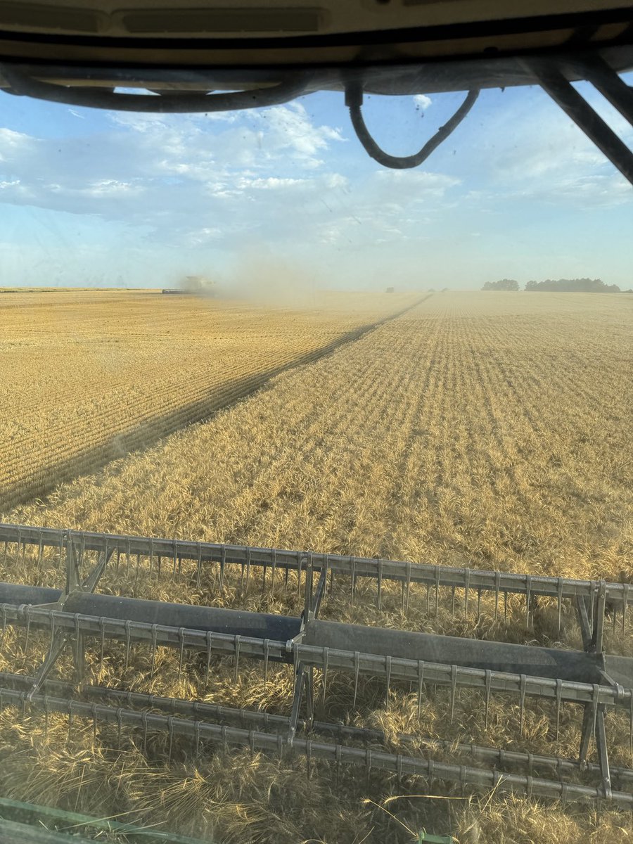 KumpfTim's tweet image. Love my Westbred