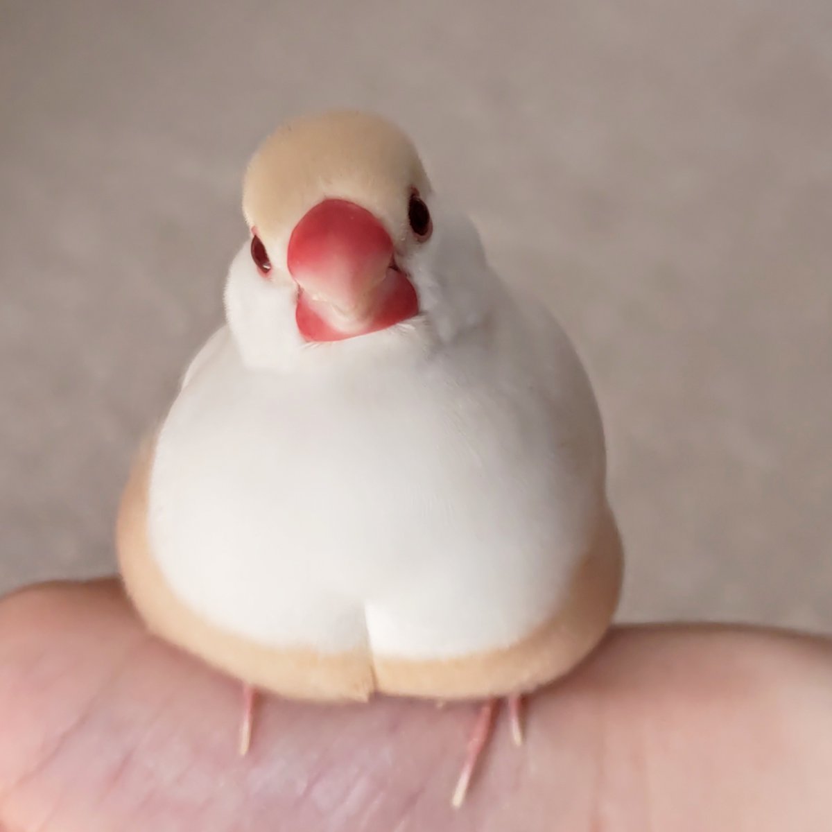 今日の「カバー小鳥」はラテちゃん（クリーム文鳥）です。もち肌が自慢♡ まんまるおまんじゅうのできあがり♪  
#クリーム文鳥 
kotoribu.com