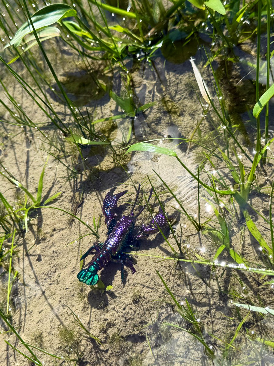 のりザリガニ様オーダー ザリガニ (@puuuruuupuru) / X