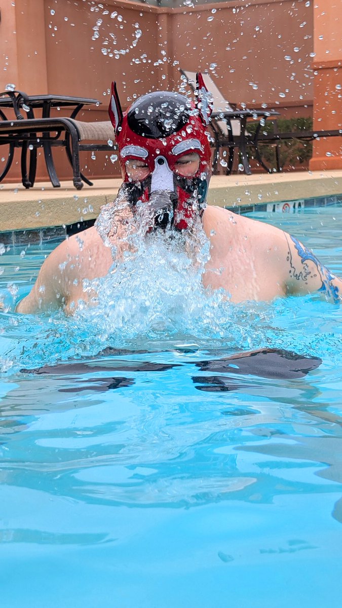 Pup Hector tweet media