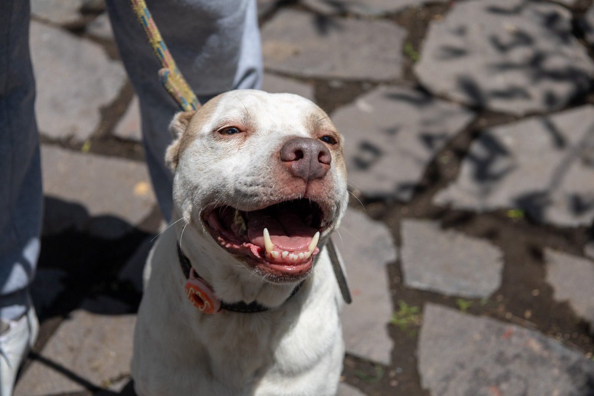 ¡Feliz día a todos los lomitos que visitan Los Pinos! 🎉🐶

Gracias por llenar de alegría nuestros jardines con sus patitas, orejitas y colitas felices.

!Bienvenidos! Solo recuerda traerlo siempre con correa para que el paseo sea seguro, libre y feliz para todas y todos