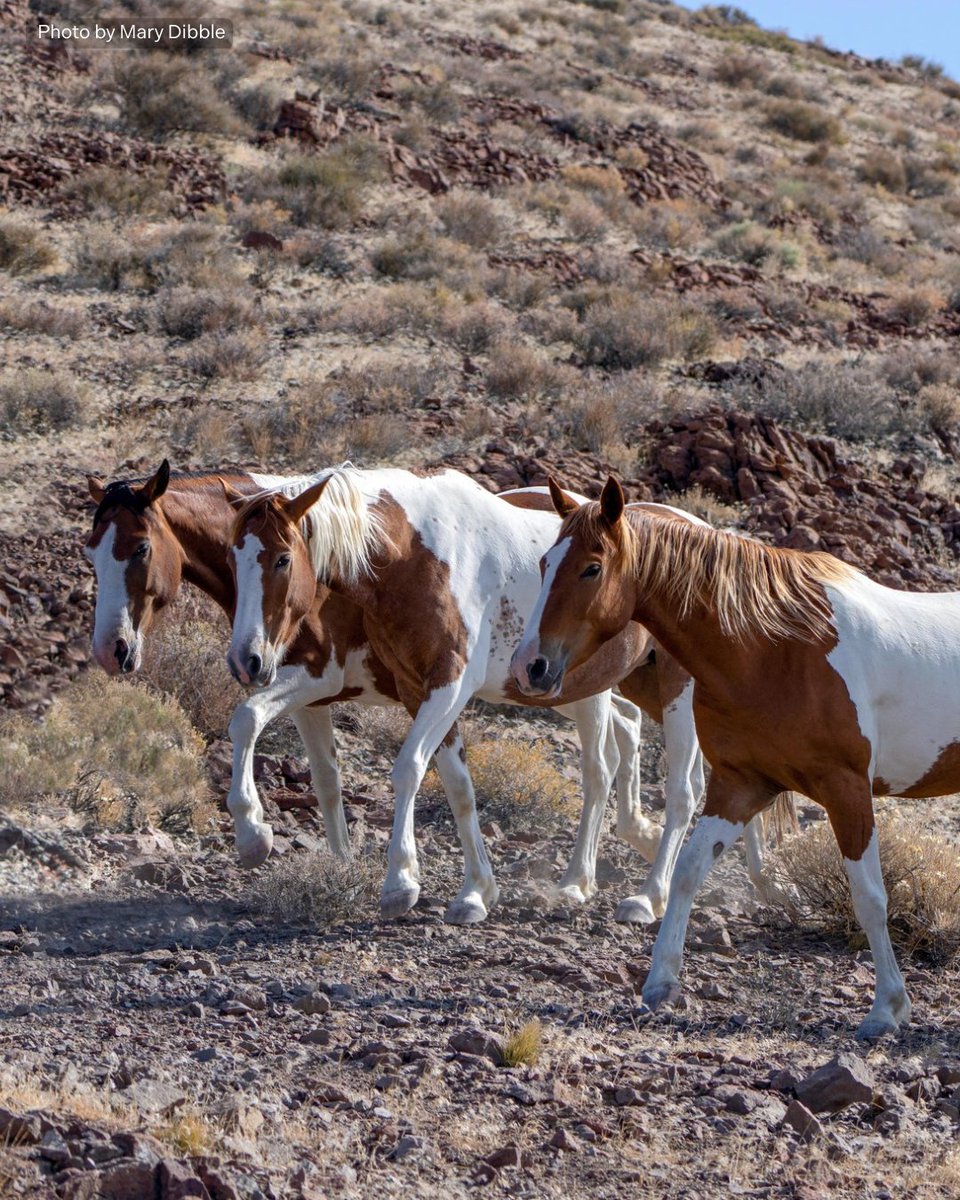 FreeWildHorses's tweet image. 🌟 Three generations 💫 Senior mare in the back, her adult daughter in the middle, and her adult granddaughter in the lead. 🐴 Strong, healthy and free - as they should be! 💖 🌿
#virginiarange #nevada #wildandfree #keepwildhorseswild #wildlife
Photo by Mary Dibble Photography