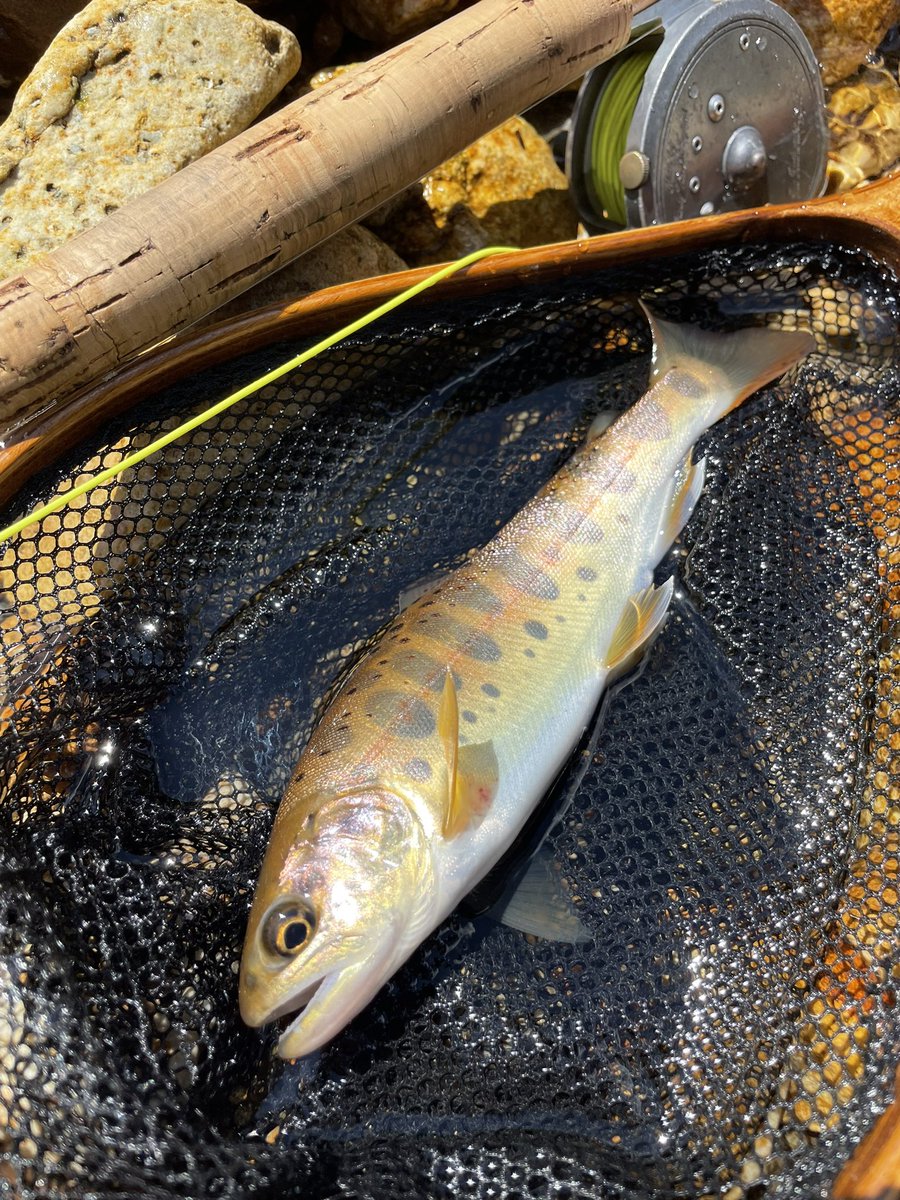 羆青からの縞　確率的に非常に珍しい　三重県産　本性　1条 ちも on X