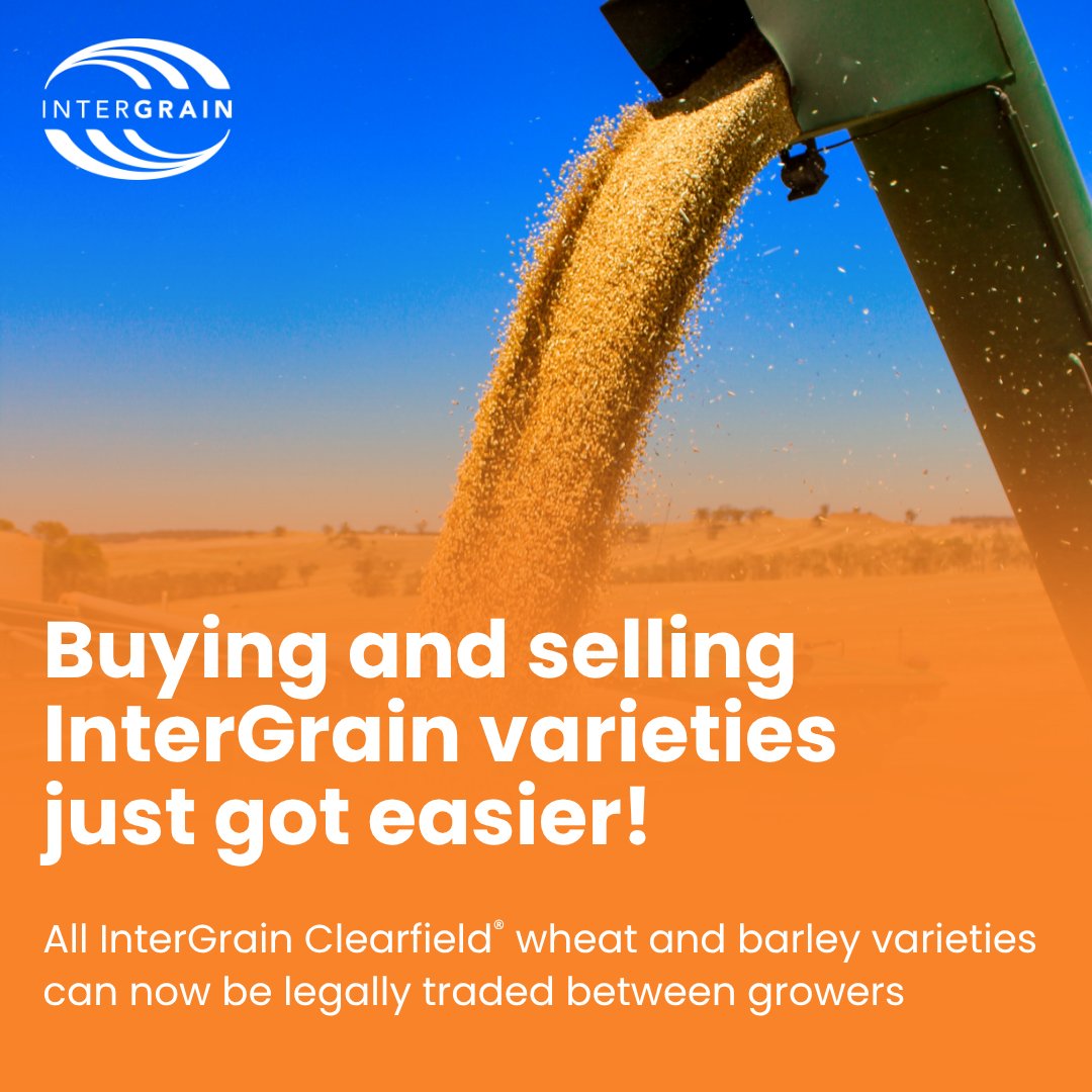 Exciting news! All InterGrain Clearfield® wheat &amp; barley varieties can now be legally traded between growers, providing greater flexibility to share seed &amp; access improved genetics faster. 

Read more here - intergrain.com/clearfield-var…

*This does not extend to imi tolerant oats -