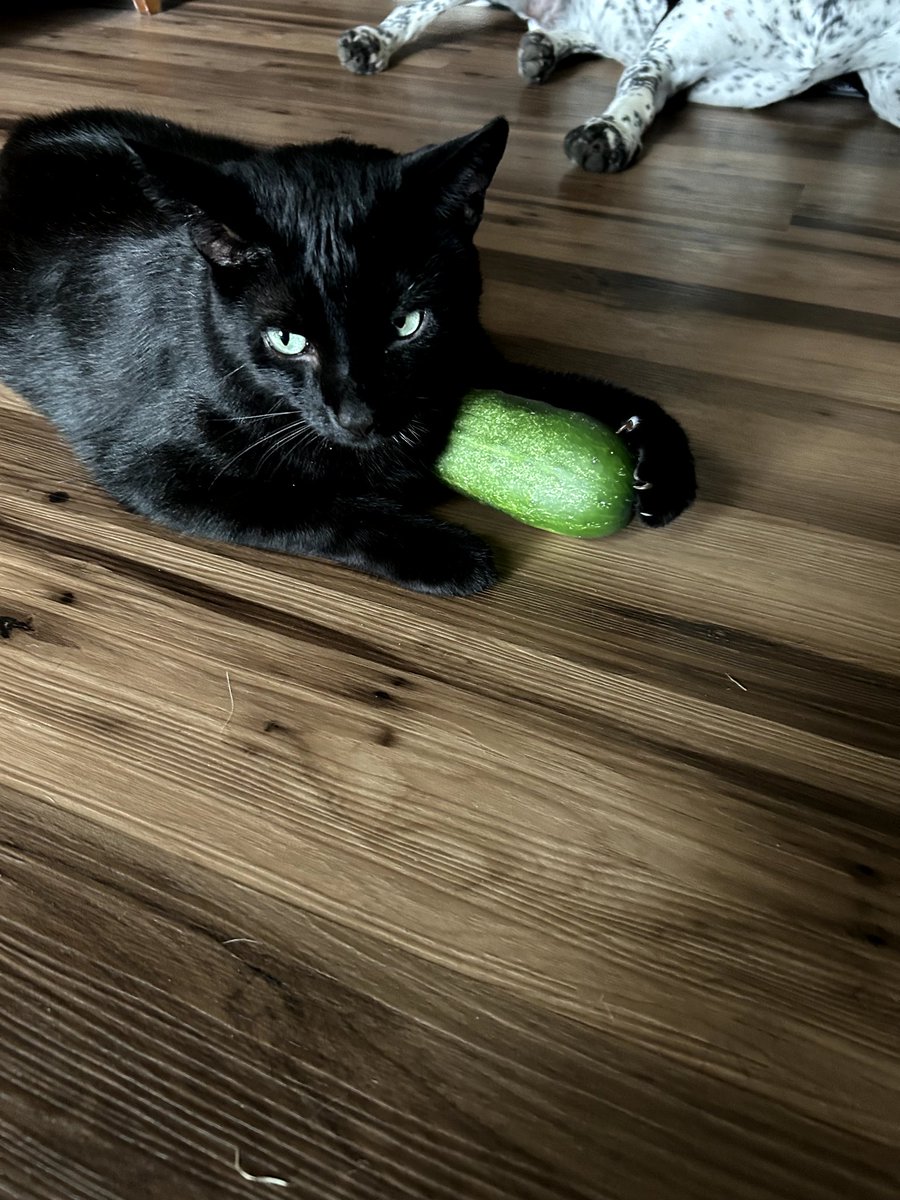 Wayright756's tweet image. My niece's cat has become obsessed with this cucumber!