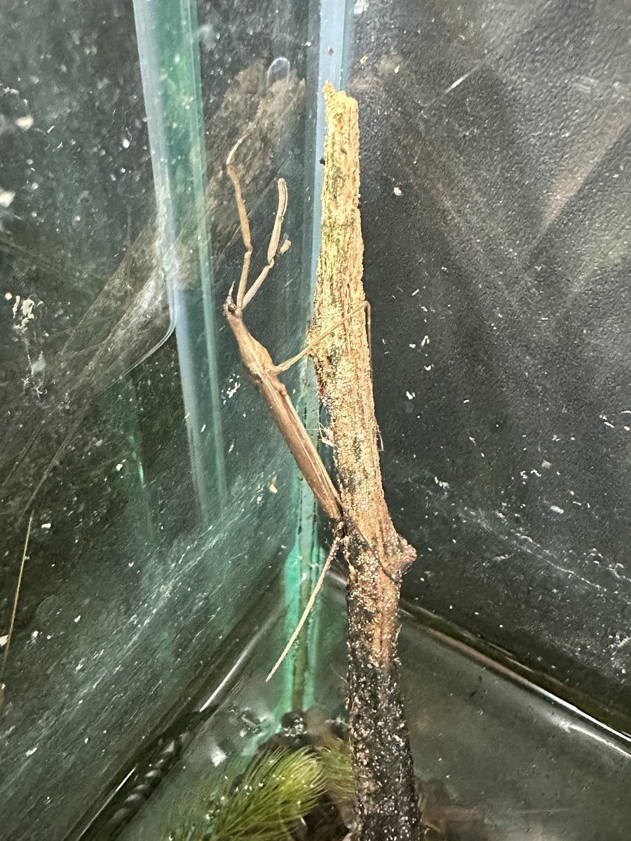 InawashiroAQ's tweet image. ヒメミズカマキリが枝に産卵してました。野外で1-3齢幼虫をよく見かけます。
#ヒメミズカマキリ #カワセミ水族館 #猪苗代町