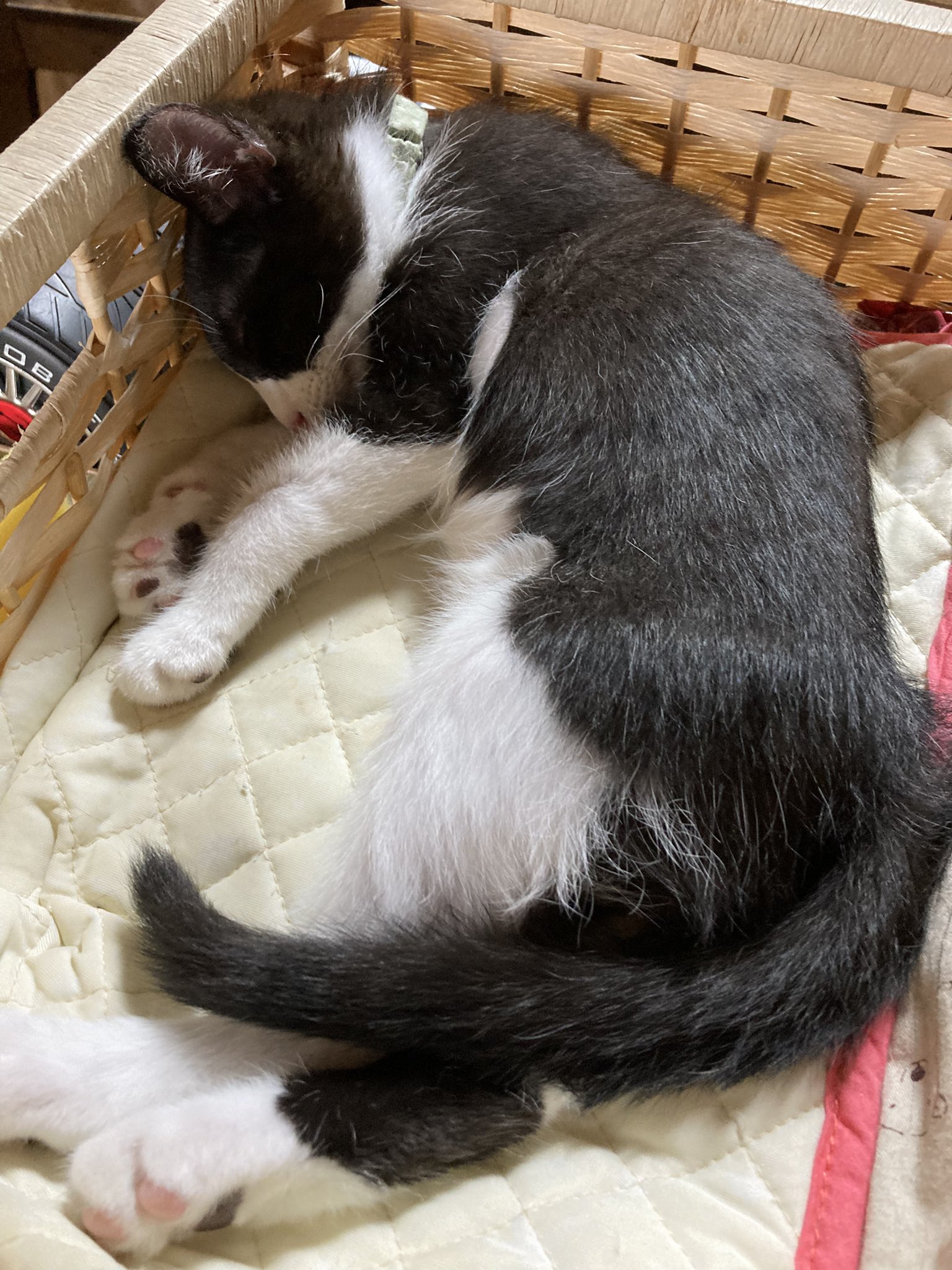 ぴーちゃん305【キジトラ招き猫作ってます】 on X: 